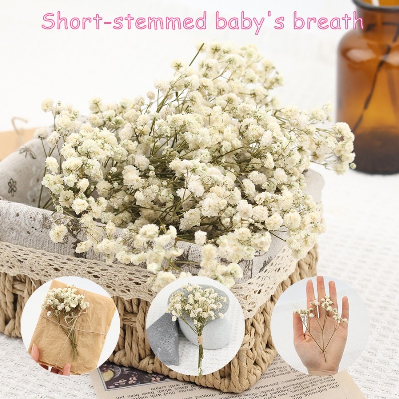 50pcs Natural Dried Gypsophila - Dried Flower Bulk recension och pris